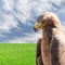 Vertical profile portrait of golden eagle over sky and grass