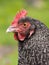 Vertical profile portrait of a Marans chicken before the green background