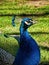 Vertical profile portrait of a peacock before the grass field under the sunlight