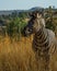 Vertical profile portrait of a zebra standing in the grass under the blue sky on a sunny day