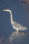 Vertical profile view of a gray heron perching in the blue water