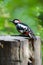 Vertical profile view of a great spotted woodpecker perching on a tree stump