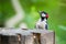 Vertical profile view of a great spotted woodpecker perching on a tree stump