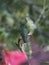 Vertical protrait of green-crowned brilliant sitting on a dry branch