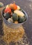 Vertical Pumpkins and Squash