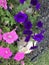 Vertical Purple and blue petunia flowers.