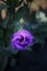 Vertical Purple Lisianthus Flower