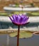 Vertical purple lotus