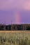 Vertical rainbow over purple sky above grain field