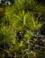 VERTICAL real nature background. Close-up bright green pine tree prickly branches, clusters of long needle shaped leaves