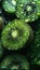 Vertical recreation of kiwi fruits cut