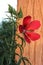 Vertical of a red Scarlet rosemallow, Hibiscus coccineus from the back in San Gabriel Park, Texas