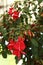 Vertical of the red trailing fuchsia Marinka flowering plant