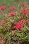 Vertical Red Verbena with foliage