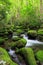 Vertical Roaring Fork Creek Smoky Mountains Tennessee