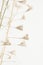 Vertical romantic wedding beige little dry heart shape flowers minimalistic nature macro wallpaper