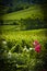 Vertical of Roses & Vineyards, Piedmont, Italy