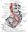 Vertical scan of a 19th-century vintage anatomy textbook