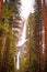 Vertical scenic landscape with waterfall, rocks and large sequoia in Yosemite valley, Yosemite national park, California, USA.