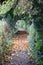 Vertical of a scenic park trail covered in fallen leaves and tilted green tree branches on it