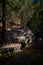 Vertical scenic shot of trees and rock formations on a mountain