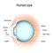 Vertical section of the human eye and eyelids