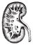 Vertical section of the kidney, vintage engraving