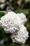 Vertical selective focus closeup of the Burkwood viburnum flowers