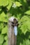 Vertical selective focus closeup of a dragonfly on a slim wooden post