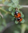 Vertical selective focus closeup of a mating ladybugs on a plant stem