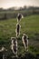 Vertical selective focus closeup shot of fleece on cattail plants