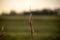 Vertical selective focus closeup shot of fleece on cattail plants