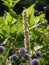 Vertical selective focus closeup shot of a flowering plant called Verbascum chaixii