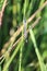 Vertical selective focus of a common blue damselfly (Enallagma cyathigerum) on a grass
