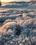 Vertical selective focus of ice pellets that covered the whole ground