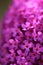 Vertical selective focus macro shot of pink Buddleja flowers