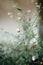 Vertical selective focus of pink spearleaf swampmallow (Pavonia hastata) in a garden