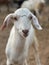 Vertical selective focus portrait view of a white Saanen goat on a farmland