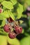 Vertical selective focus shot of a beautiful branch raspberries with a blurred background