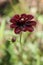 Vertical selective focus shot of a beautiful chocolate cosmos flower with a blurred background