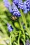 Vertical selective focus shot of a bee on blue Armenian Muscari plants