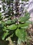 Vertical selective focus shot of a bee stinging on a basil