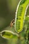 Vertical selective focus shot of a bee on a thorny leaf