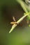 Vertical selective focus shot of a bee on a thorny leaf