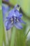Vertical selective focus shot of blue bellflower