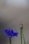 Vertical selective focus shot of a blue knapweed flower on a blurry grey background