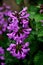 Vertical selective focus shot of branch of purple Amygdalus nana flower in Diepenheim