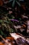 Vertical selective focus shot of bright purple amethyst deceiver mushroom in the forest