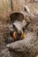 Vertical selective focus shot of brown and orange Greater prairie chicken in the prairie