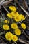 Vertical selective focus shot of a bunch of coltsfoot flowers with a blurred background